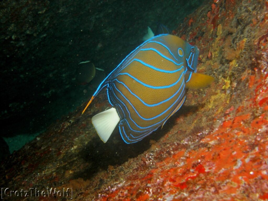 blue ringed angelfish