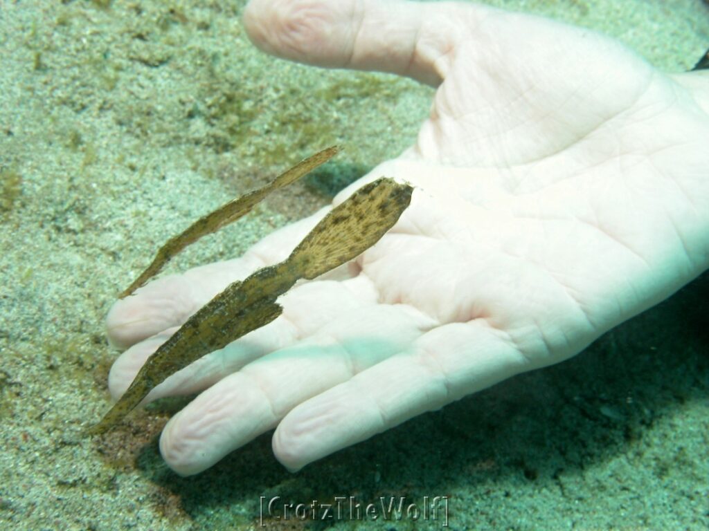 the size of robust ghost pipefish