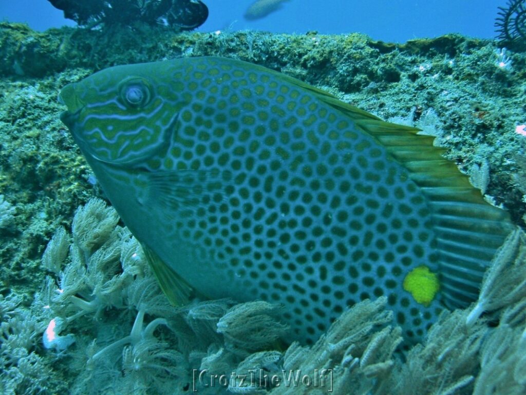 honeycomb rabbitfish