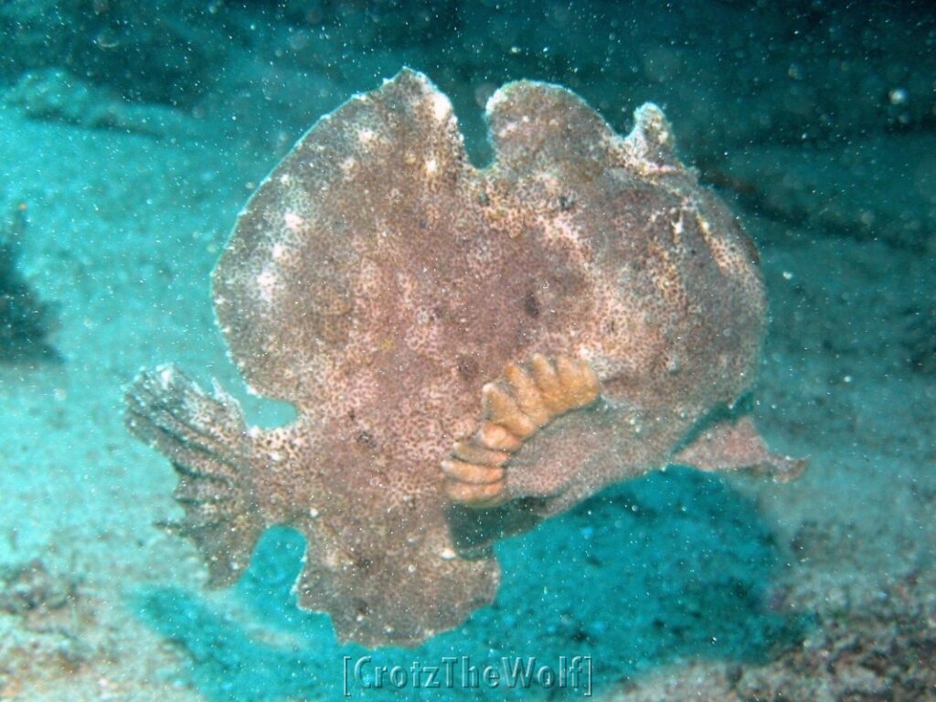 giant frogfish