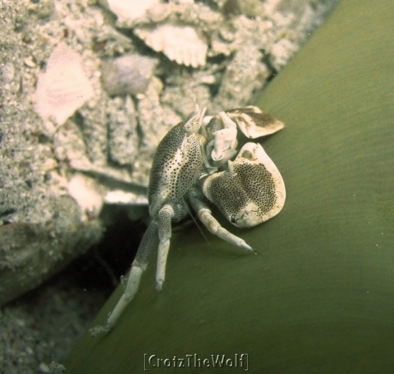 Porcelain crab