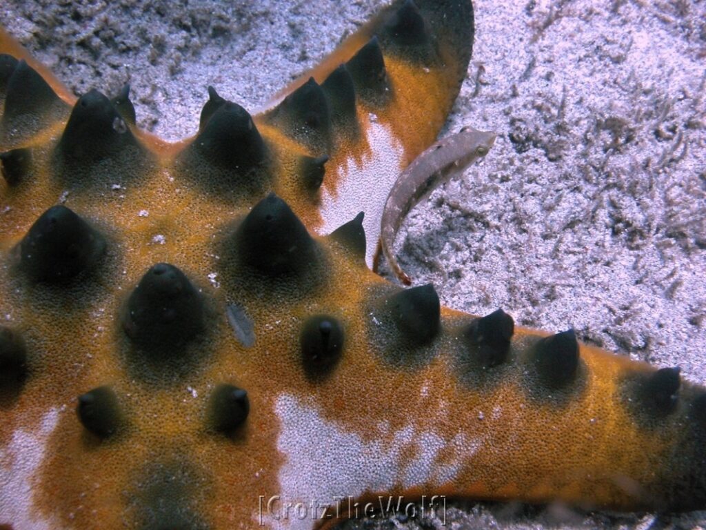 starfish shield