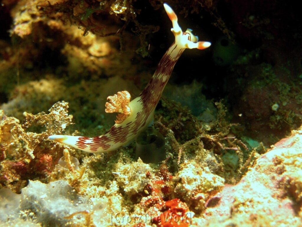 nudibranch