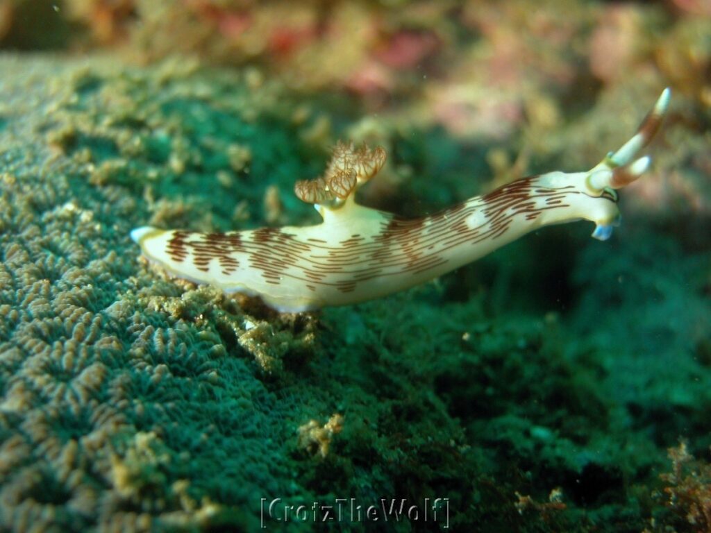 nudibranch