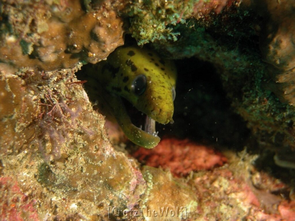 moray fimbriated