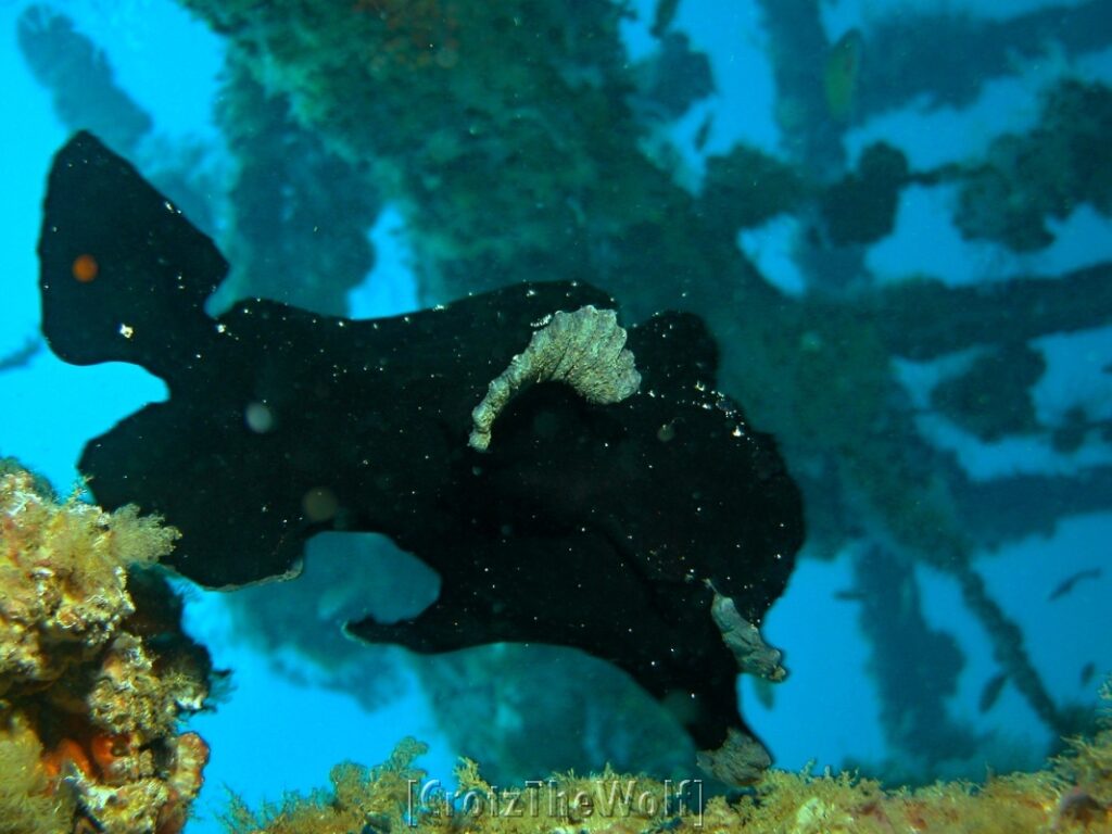 black giant frogfish