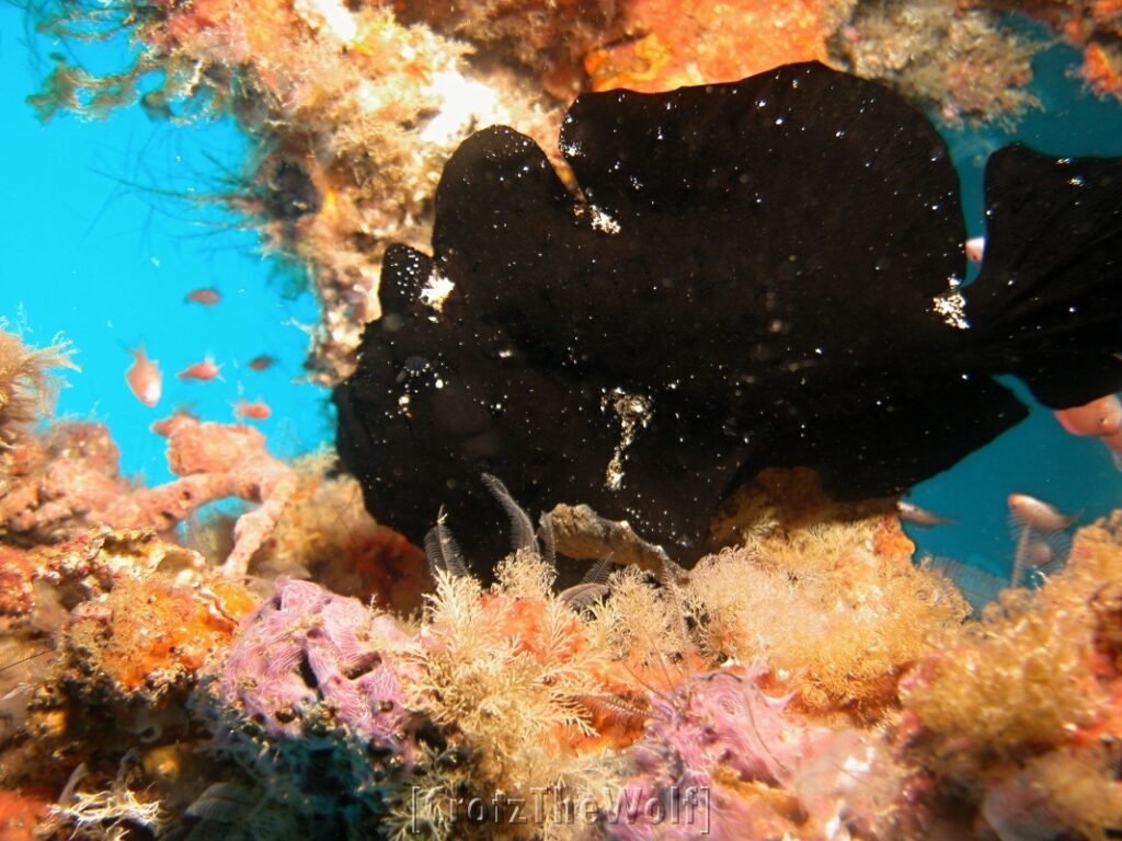 frogfish