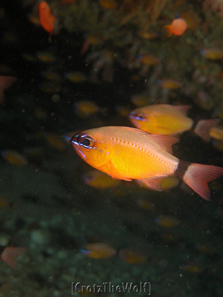 komodo cardinalfish