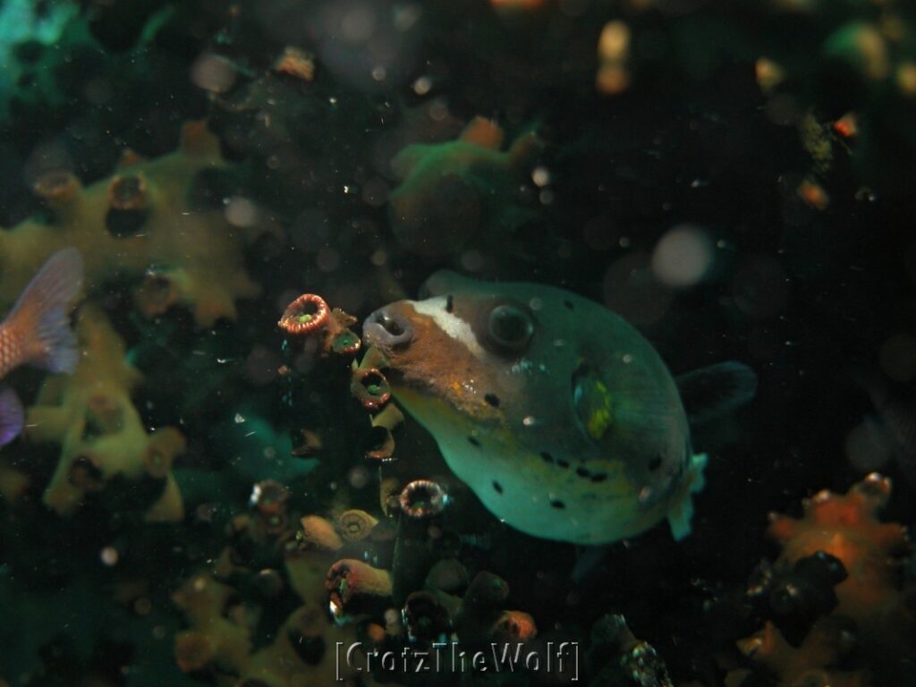 Pufferfishes