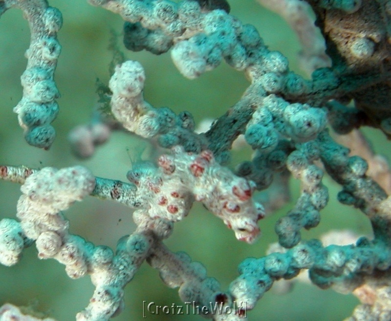 bargibanti pigmy sea horse