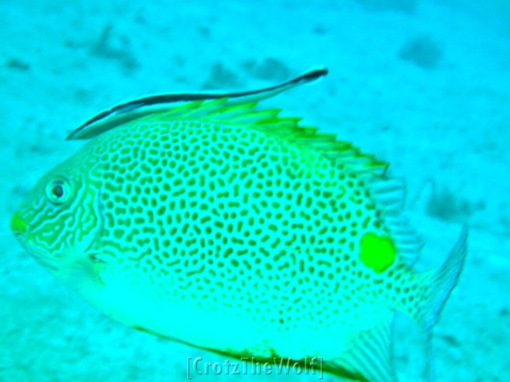 rabbit fish and remora