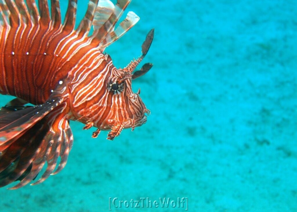 lionfish