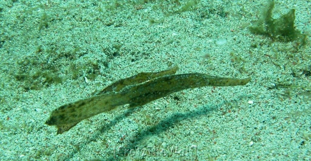 robust ghost pipefish