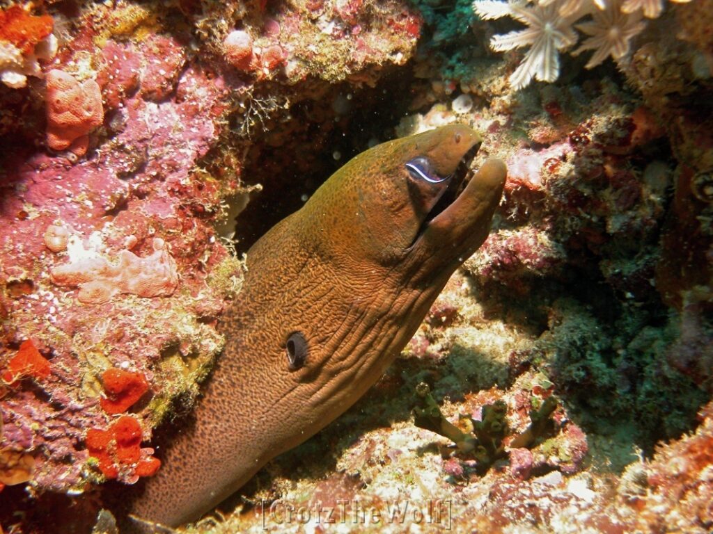 moray