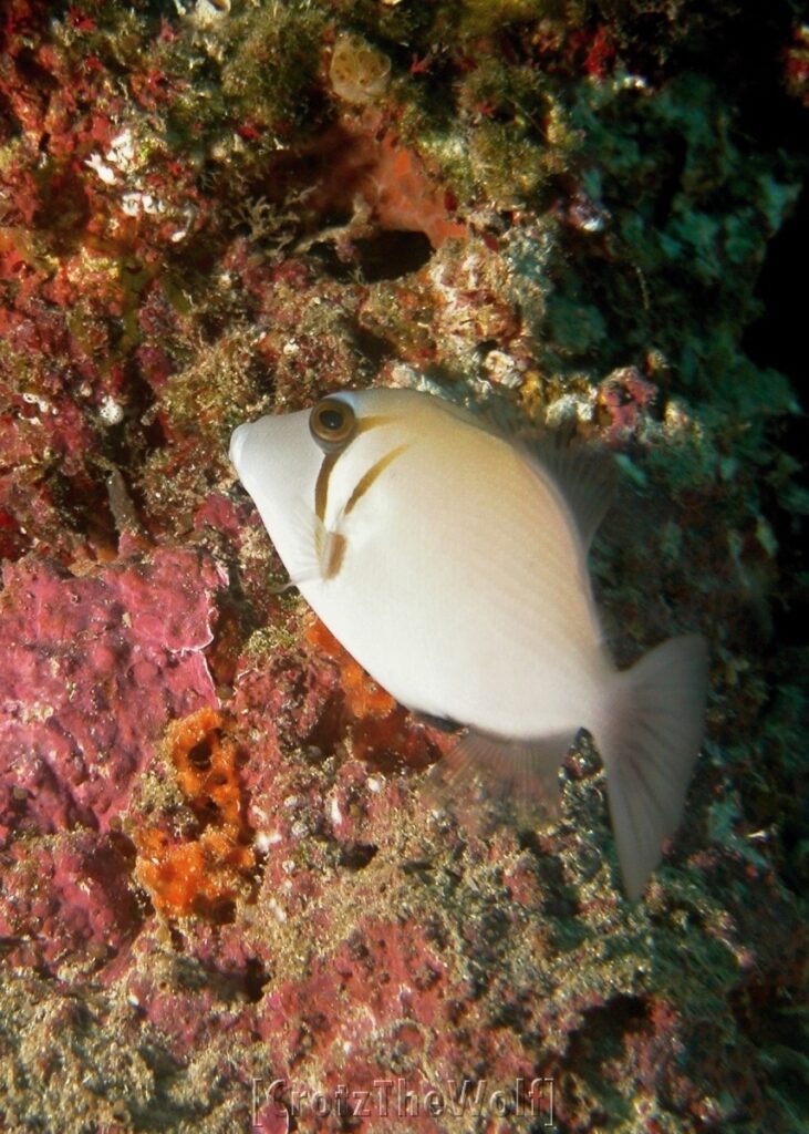 boomerang triggerfish