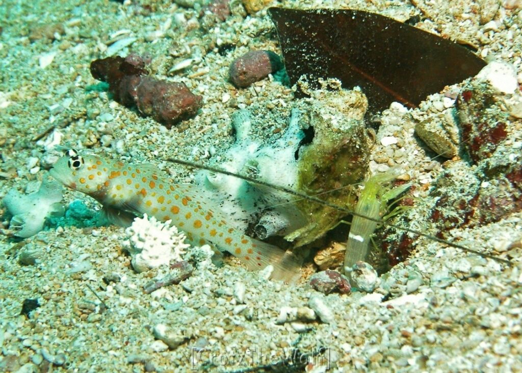 spotted shrimpgoby