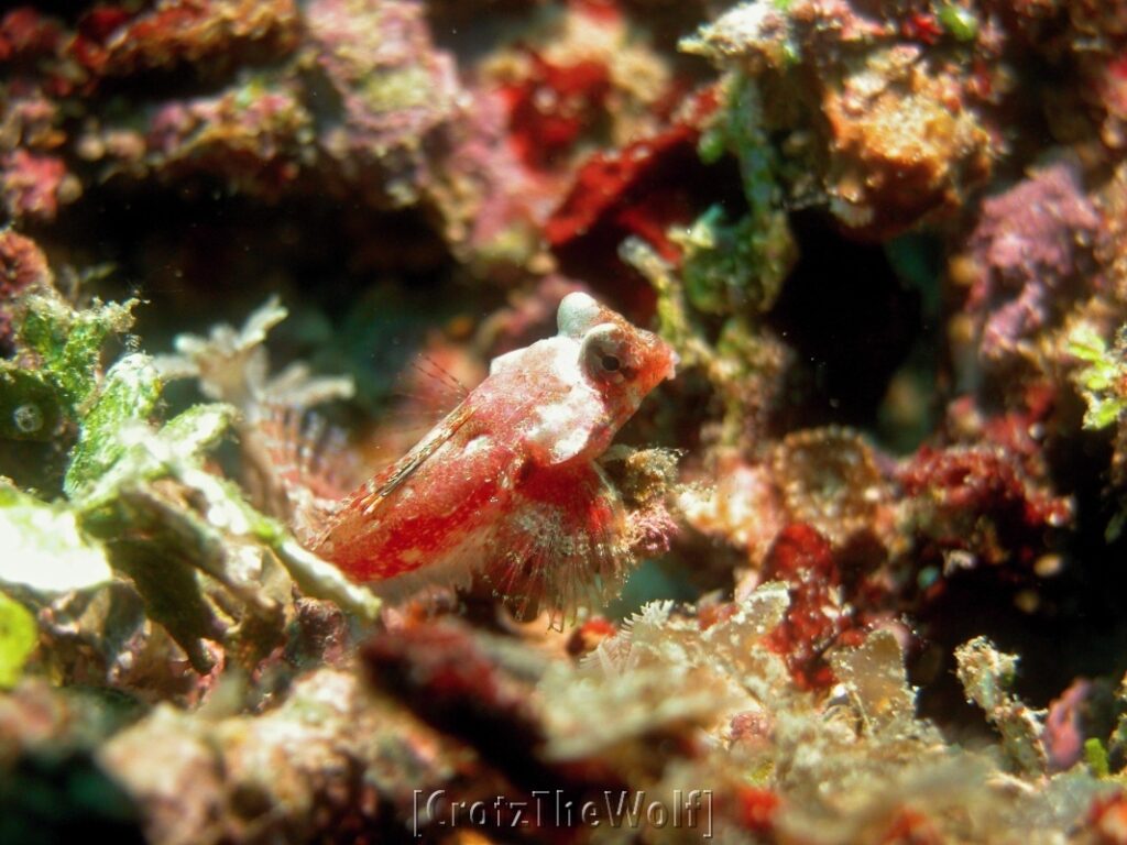 bartel's dragonet