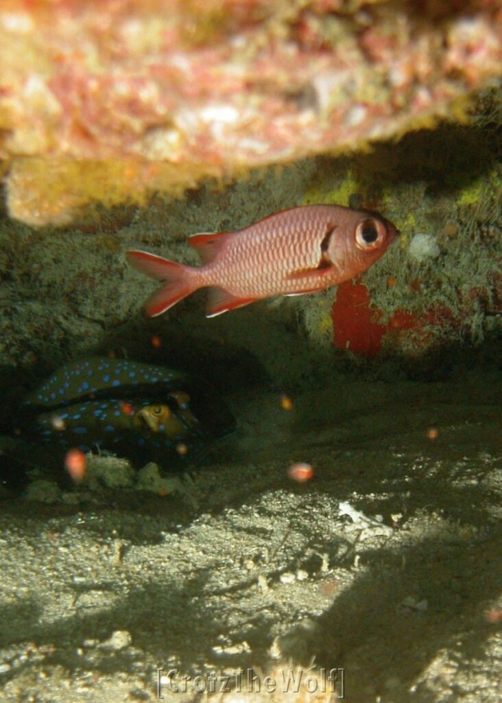 epaulette soldierfish