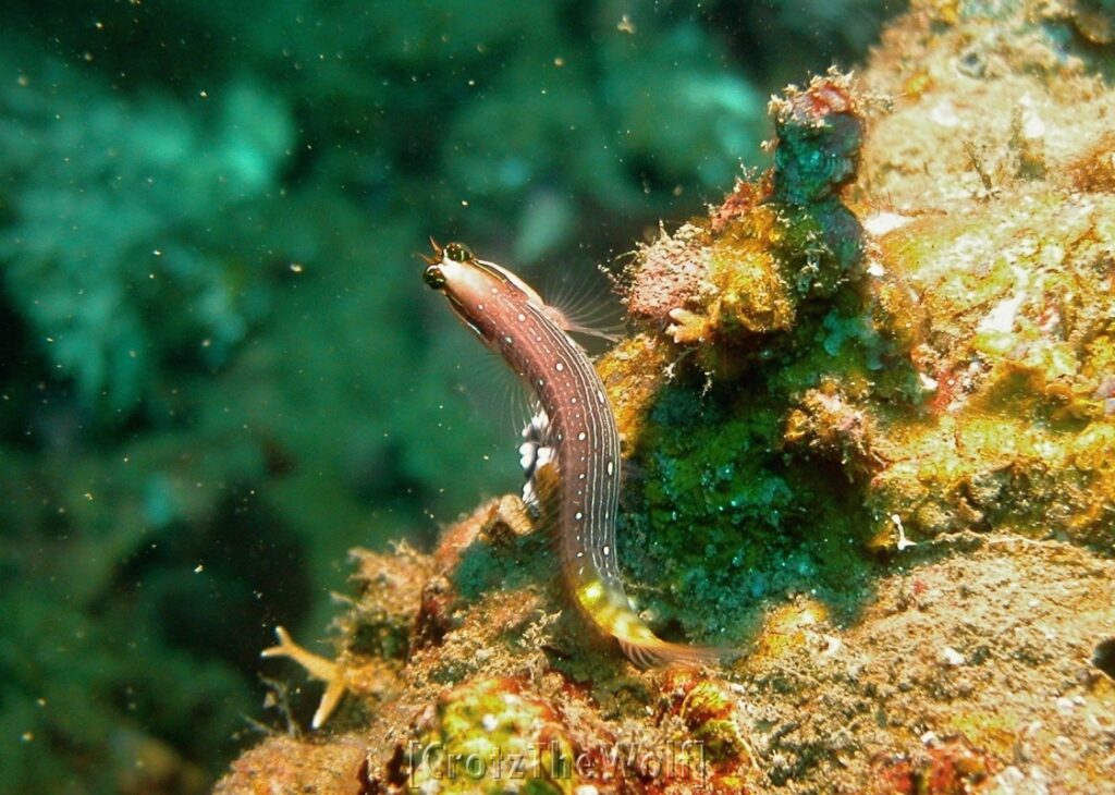 pictus blenny