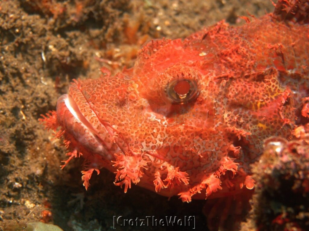 reef stonefish