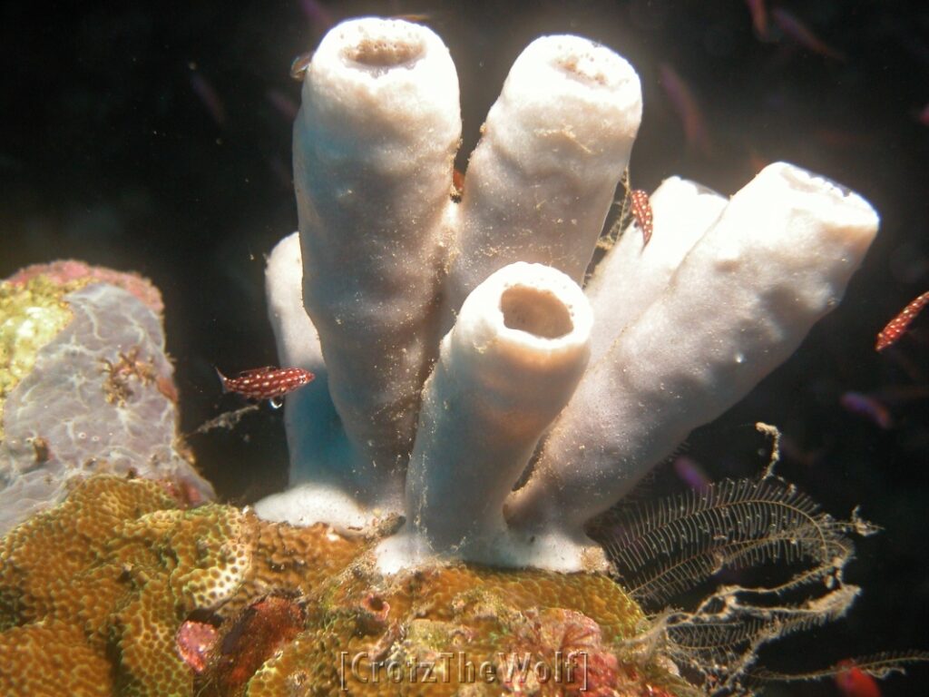 coral landscape