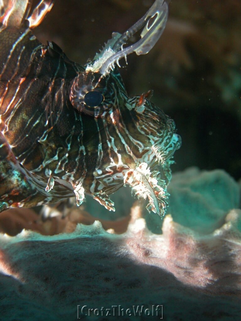 lionfish