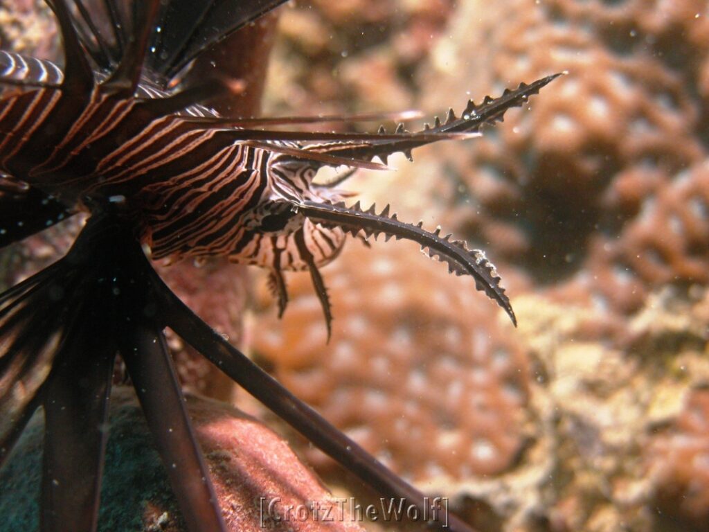 lionfish