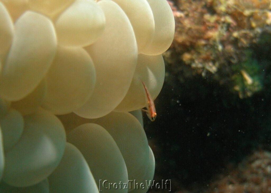 bubble coral