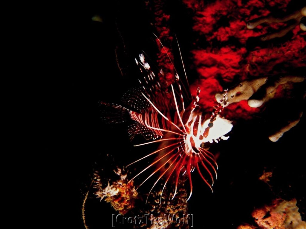 lionfish by night