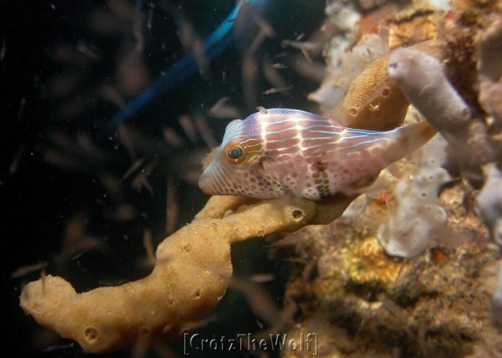 mimic filefish