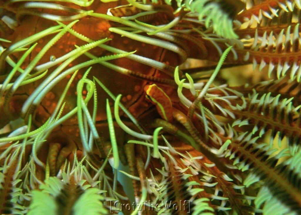 crinoid clingfish