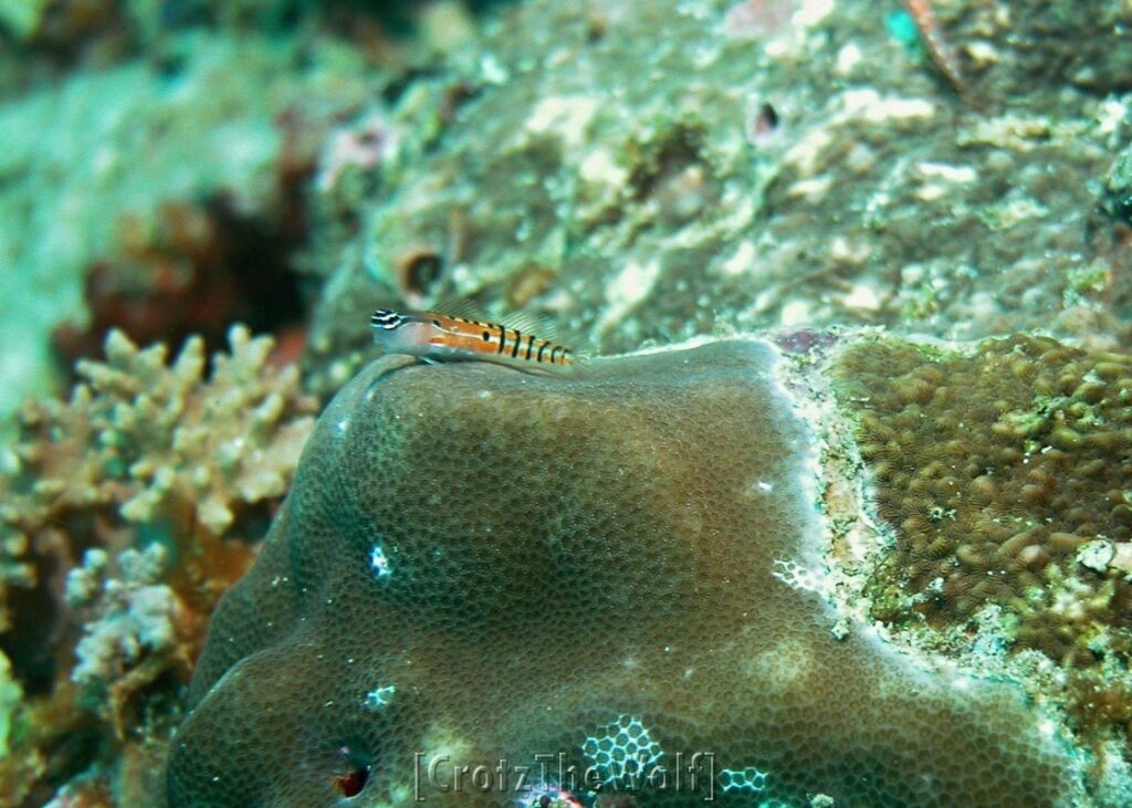 clown blenny