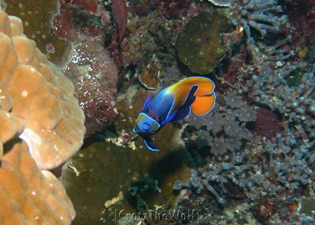 blue girled angelfish