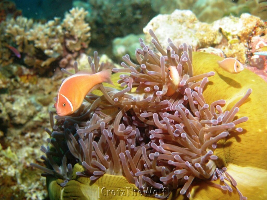 anemonfish