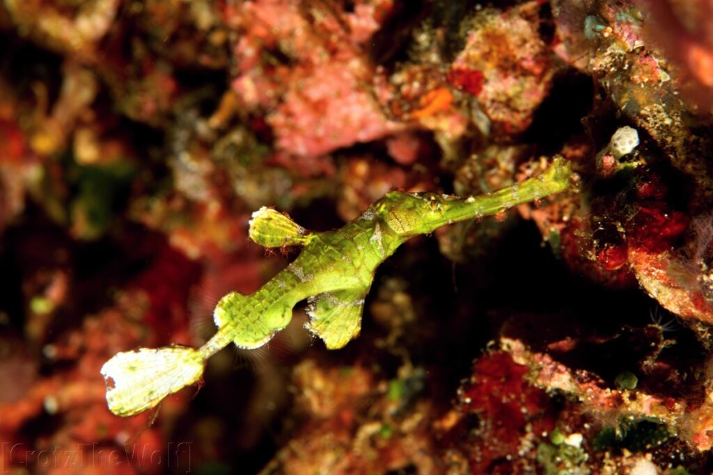 halimeda ghost pipefish