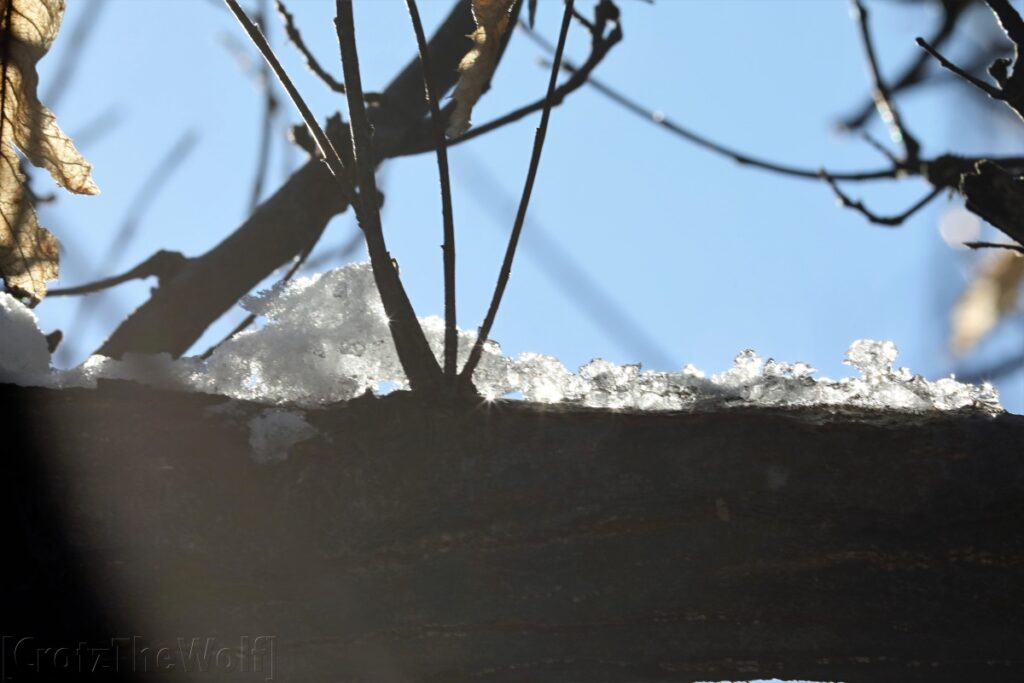 tree and ice fantasy