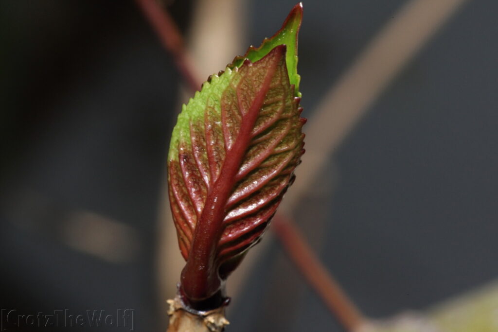 leaf