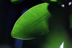 light through one leaf