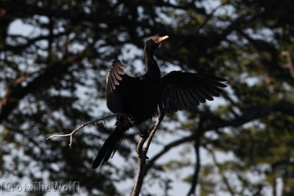 cormorant