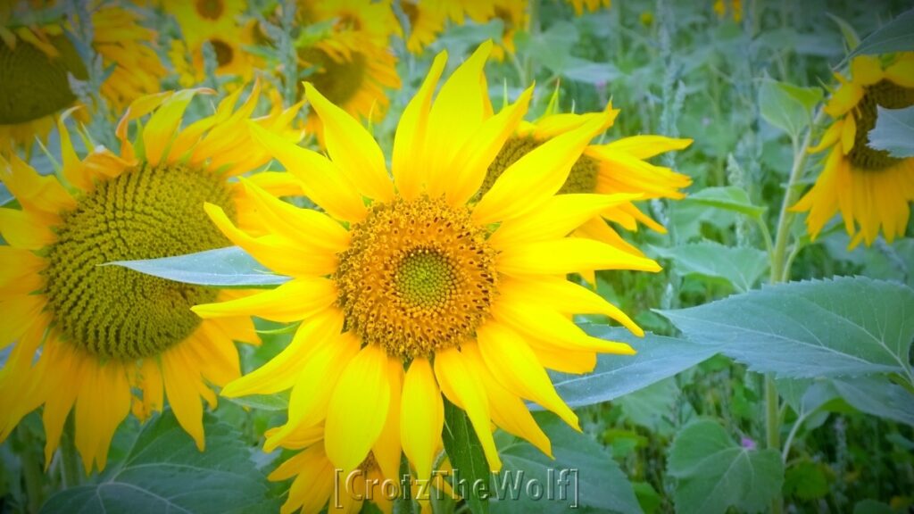 sunflowers in the French countryside