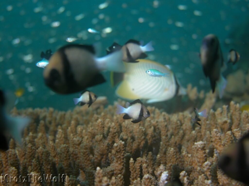 focus search in a underwater landscape