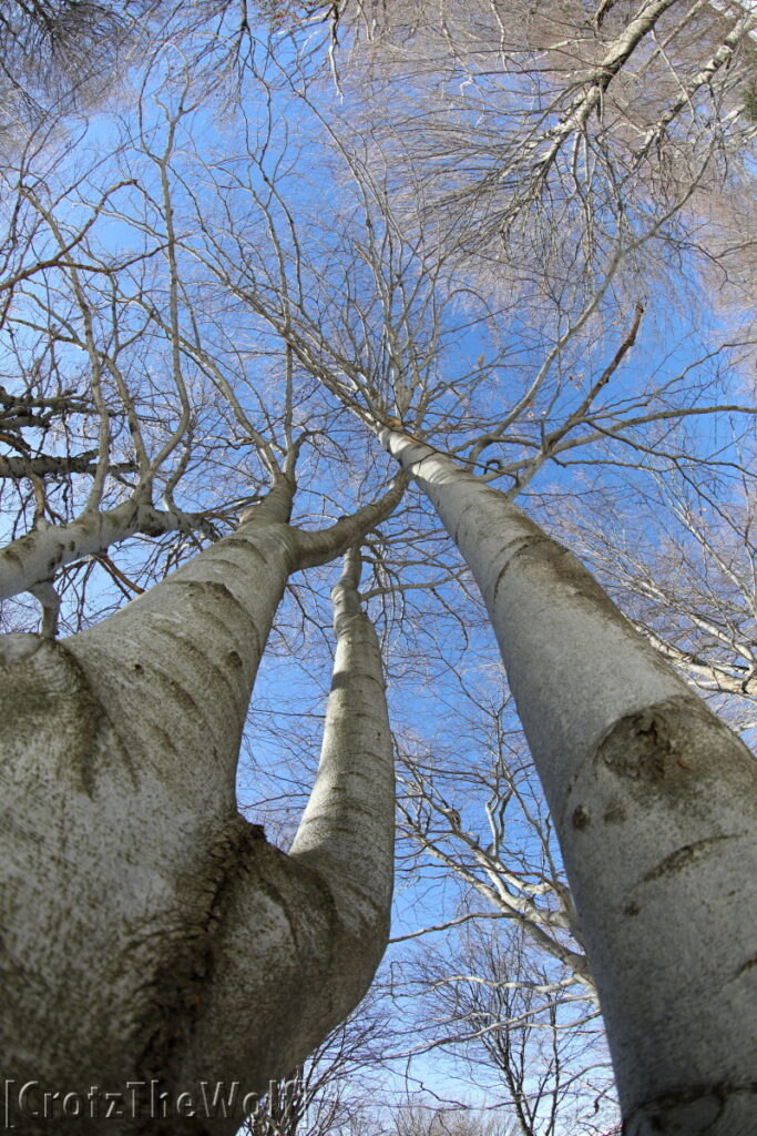 trees stretched out in the sky