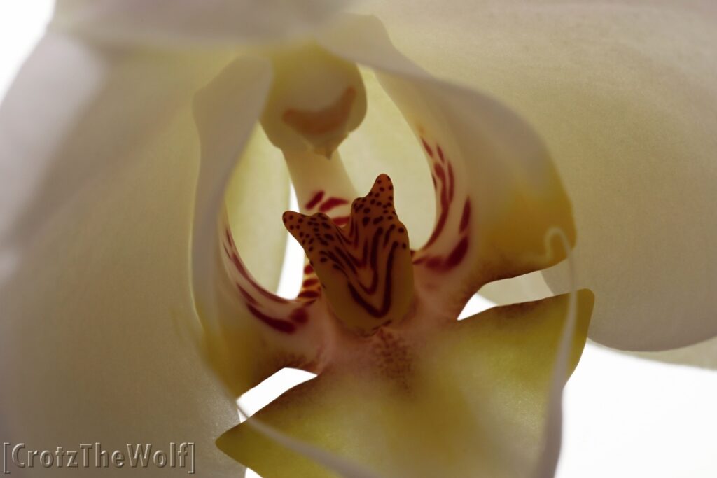 orchid inside