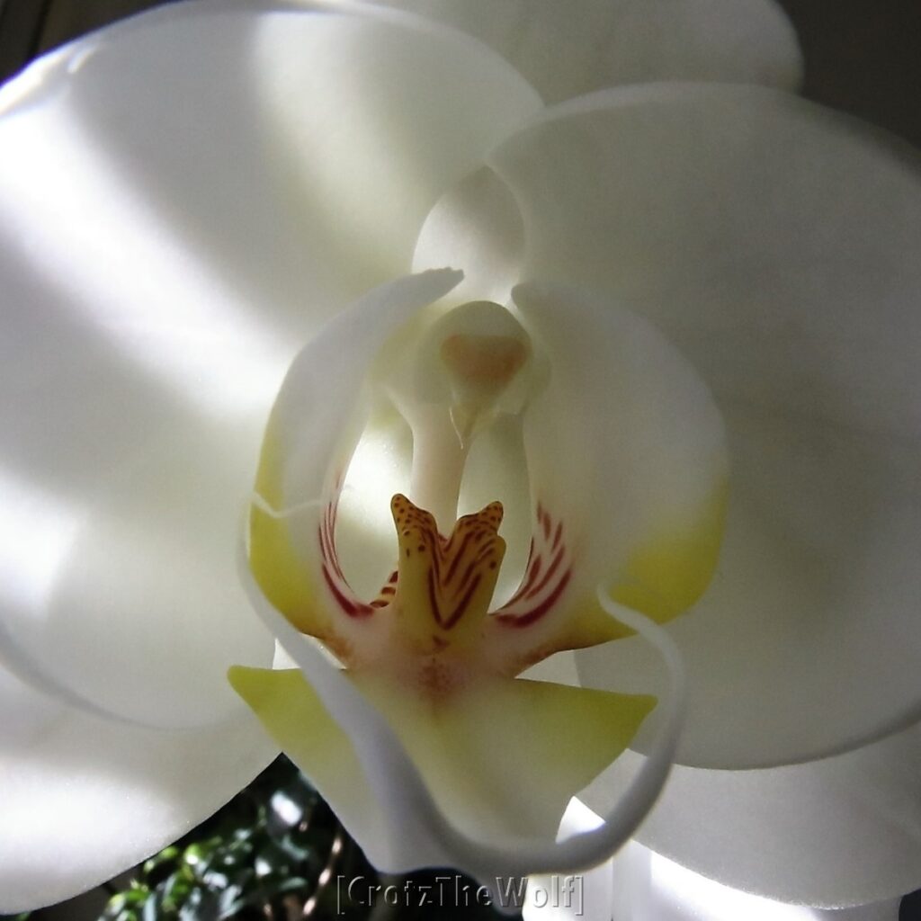 orchid inside