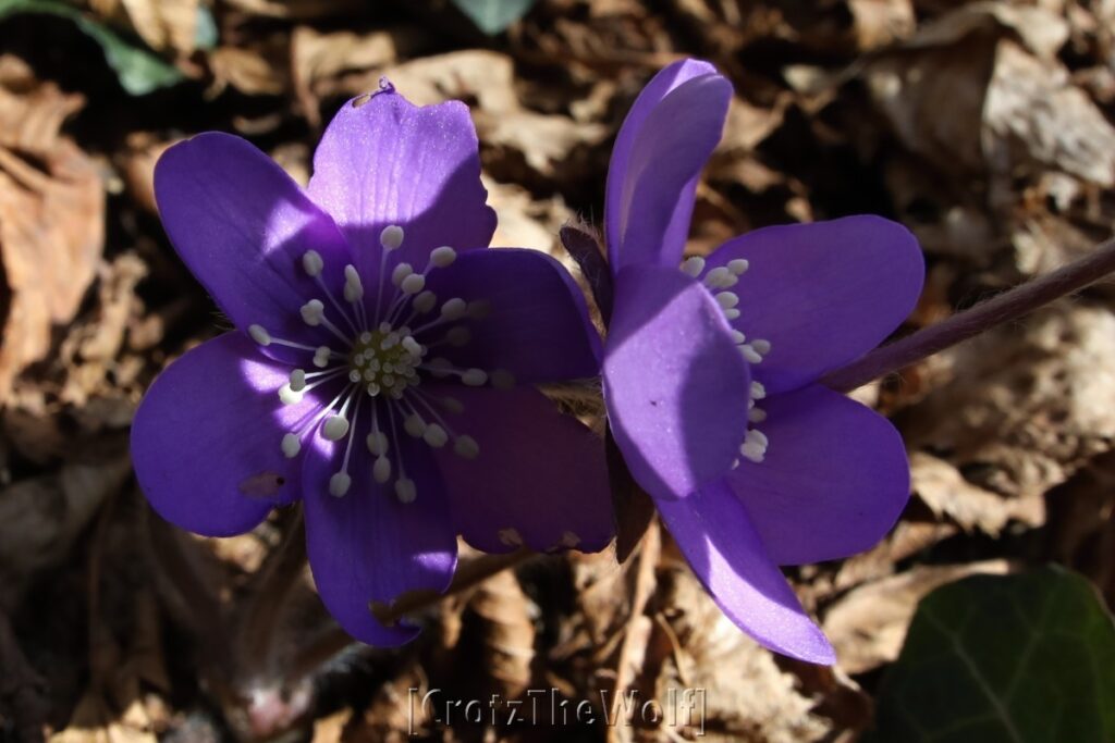 flower shadows