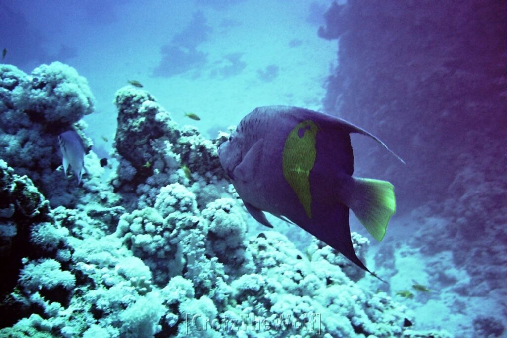 Yellowbar Angelfish