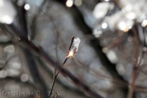 the sun in an ice drop