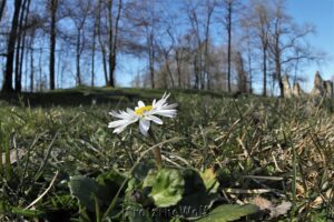 a daisy, first sign of spring
