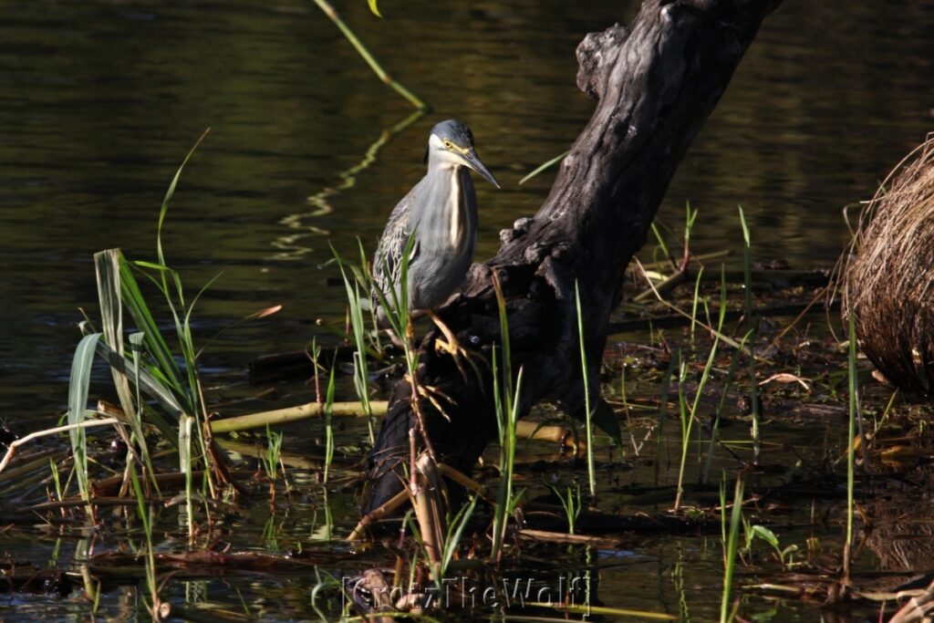 striped heron