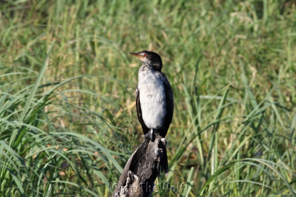 a sunny cormorant